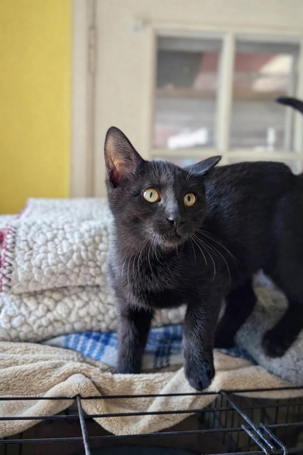 Enlarge Joy, an adopted mixed breed in Liverpool, NY image 2/2