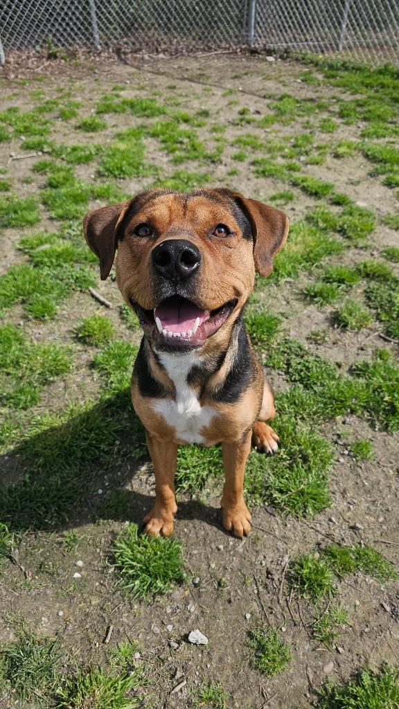 Enlarge Norman, a Adoptable mixed breed in New Bern, NC image 1/1