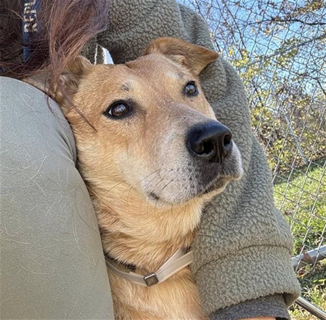Enlarge TOFFEE, a Adoptable mixed breed in Louisville, KY image 1/1