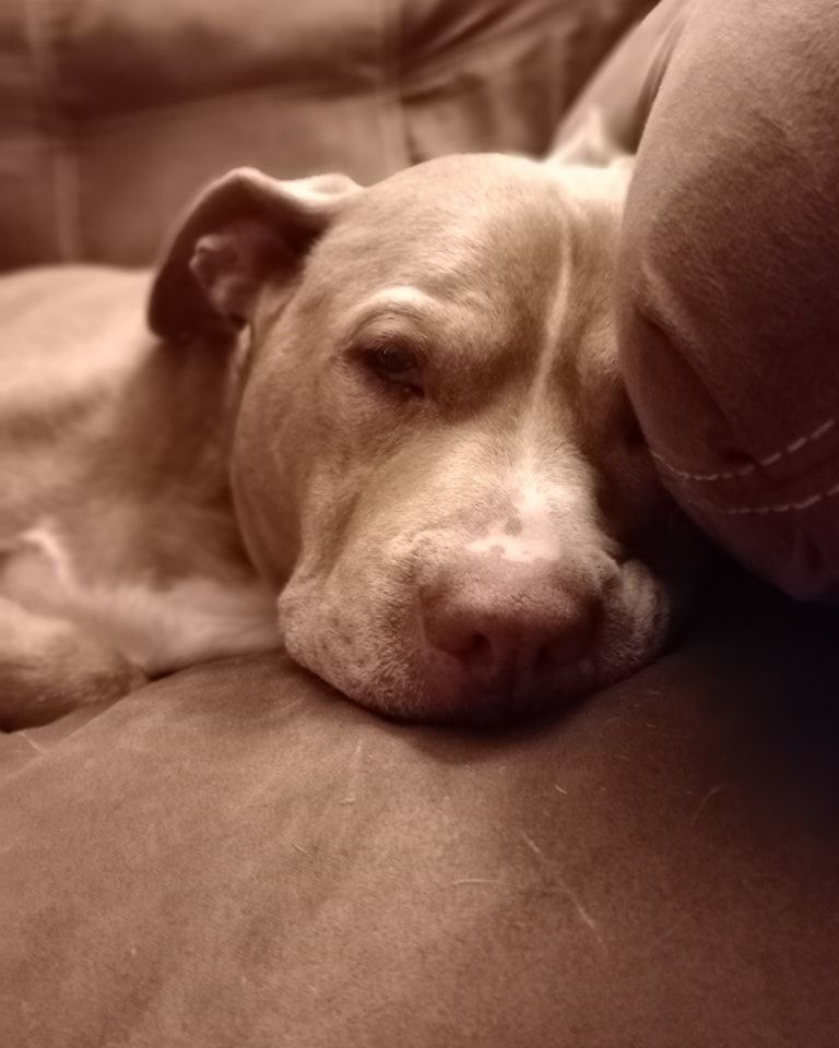 Finn photo 4