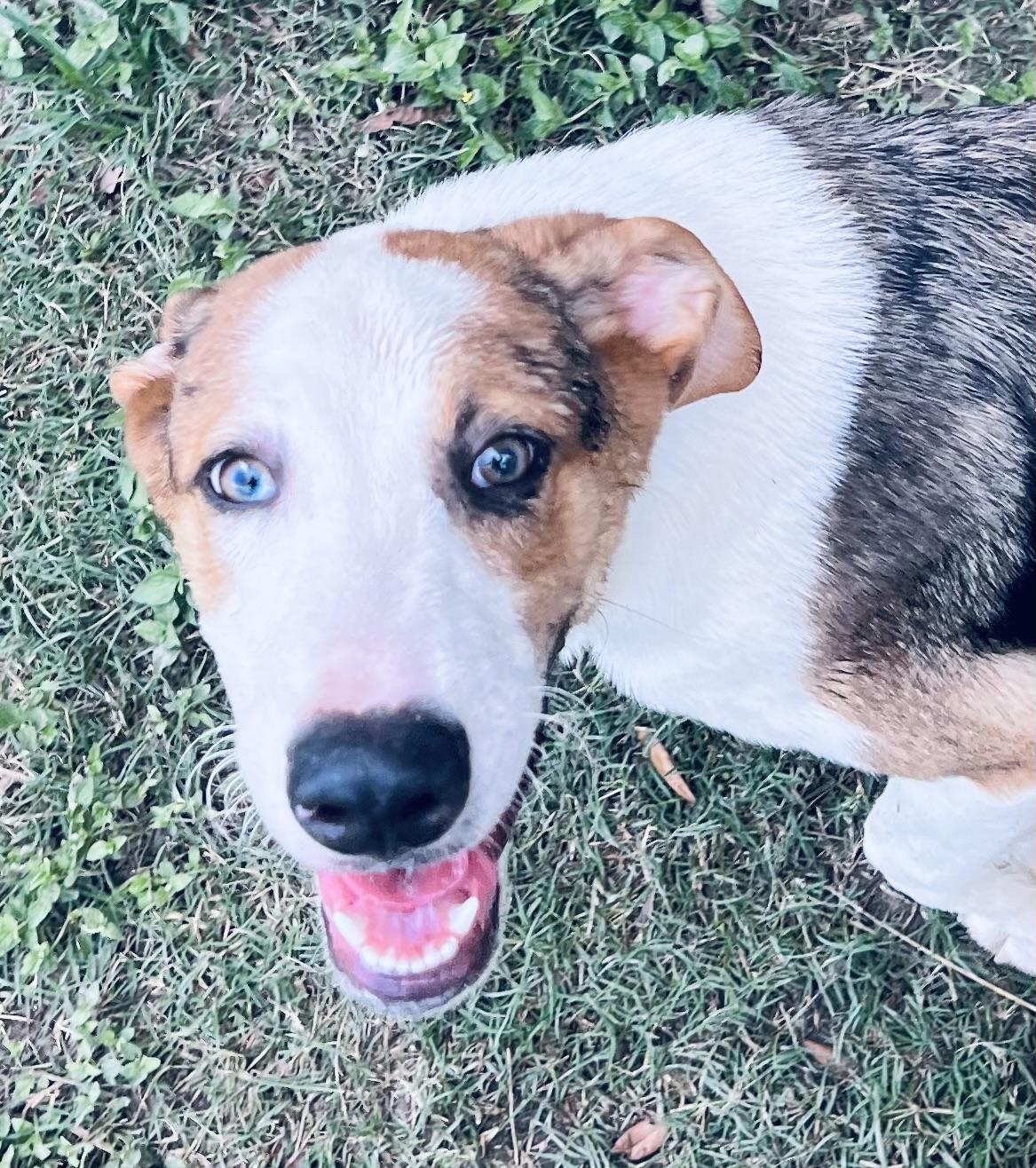 Maverick! Playful sidekick!, Young Male Australian Shepherd