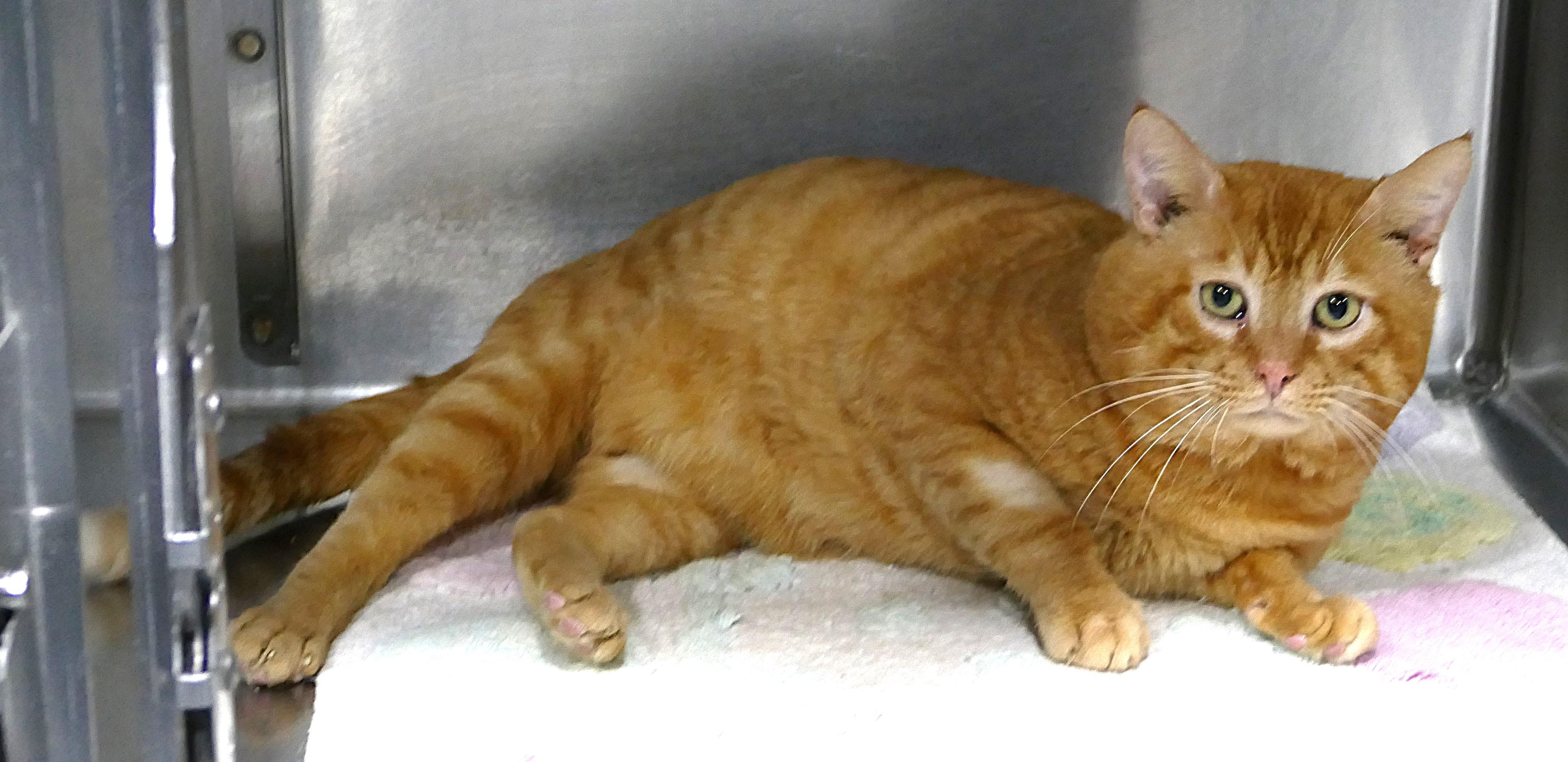 MUSTARD, adopted, Adult Male Domestic Medium Hair.