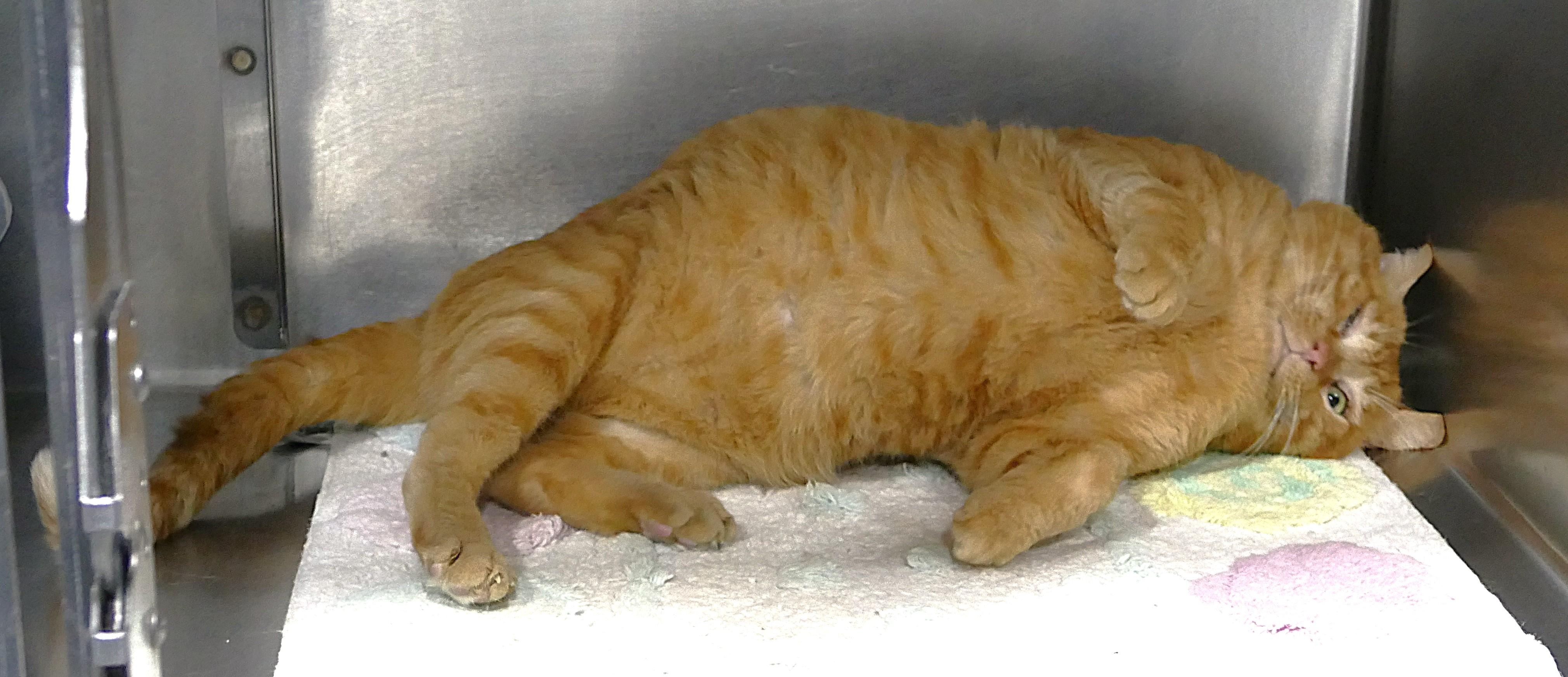 MUSTARD, an adopted mixed breed in Beechbottom, WV image 3/3