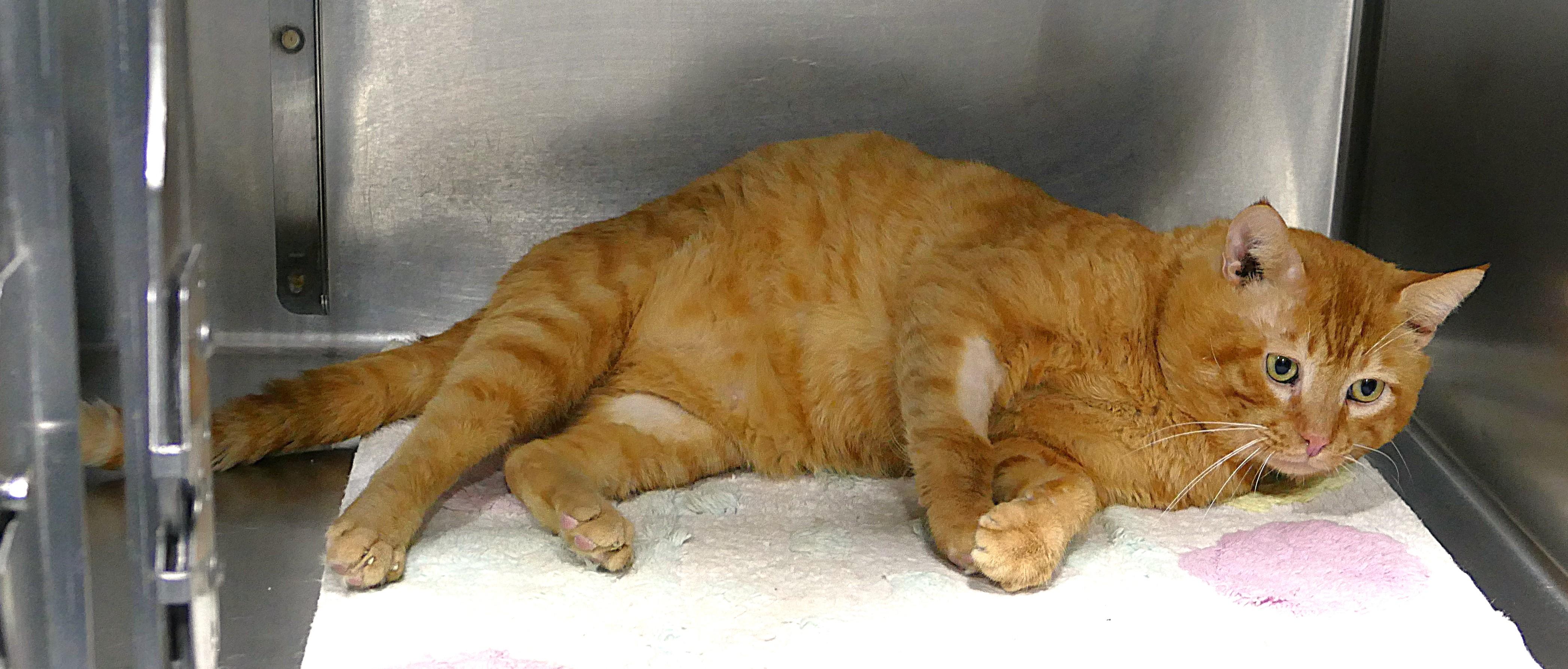 MUSTARD, an adopted mixed breed in Beechbottom, WV image 2/3