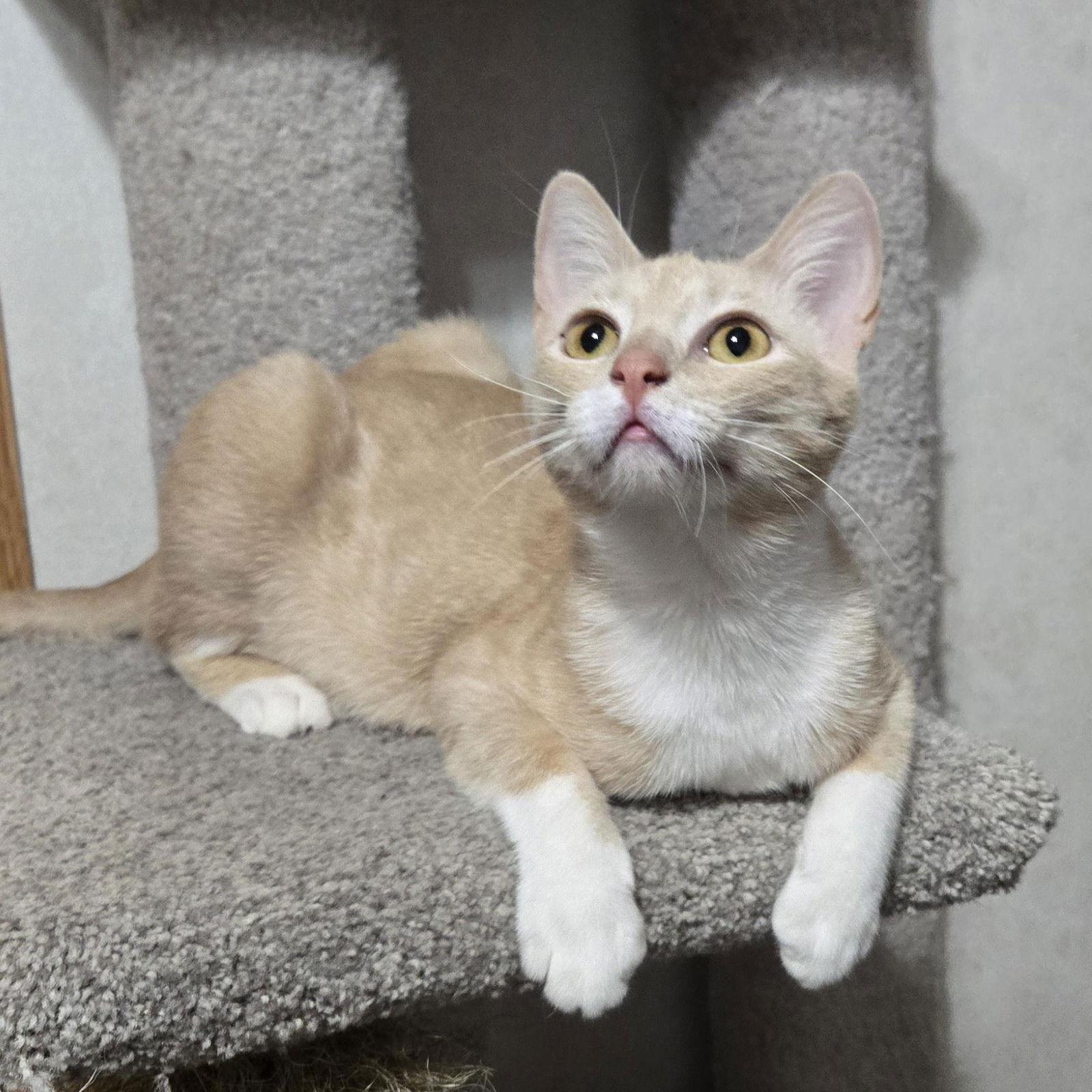 Remi, Adoptable, Young Female Tabby.