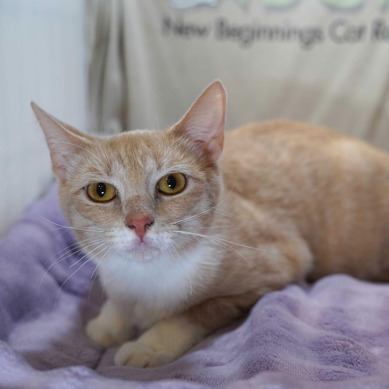 Enlarge Remi, a Adoptable Tabby in Garland, TX image 2/3