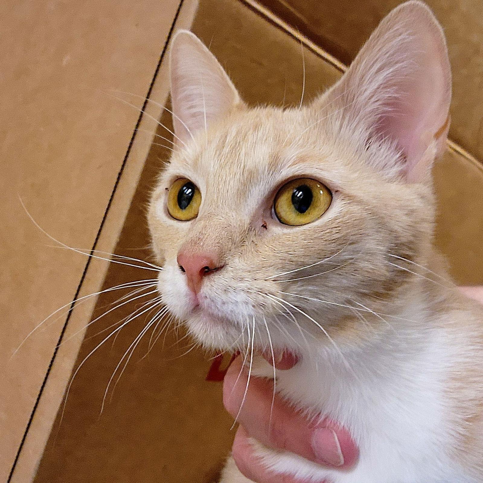 Remi, Adoptable, Young Female Tabby.