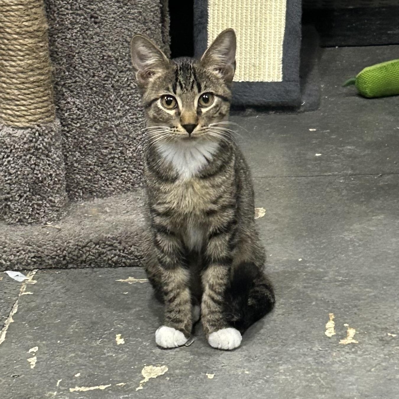 Enlarge Jovi, an adopted Domestic Short Hair in Devils Lake, ND image 1/2