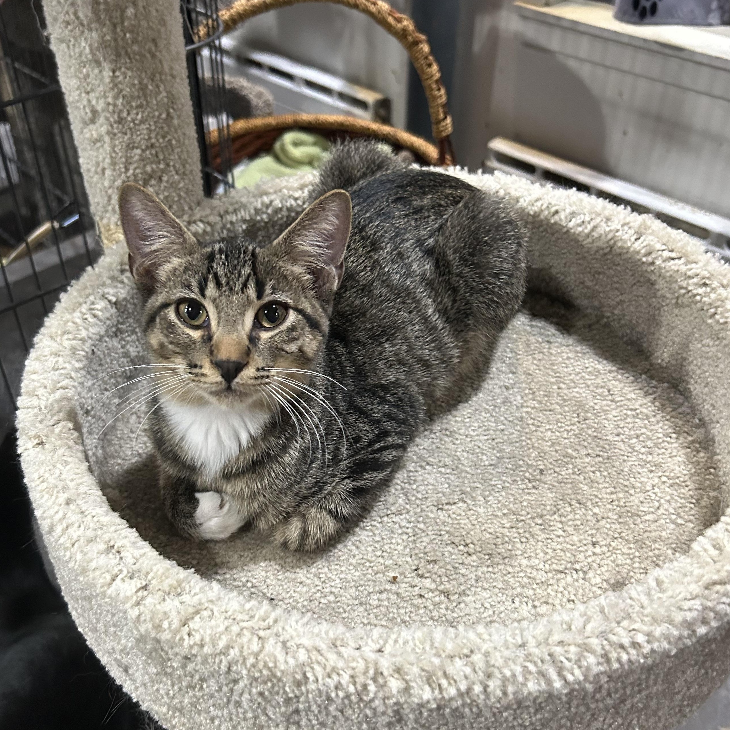 Enlarge Jovi, an adopted Domestic Short Hair in Devils Lake, ND image 2/2