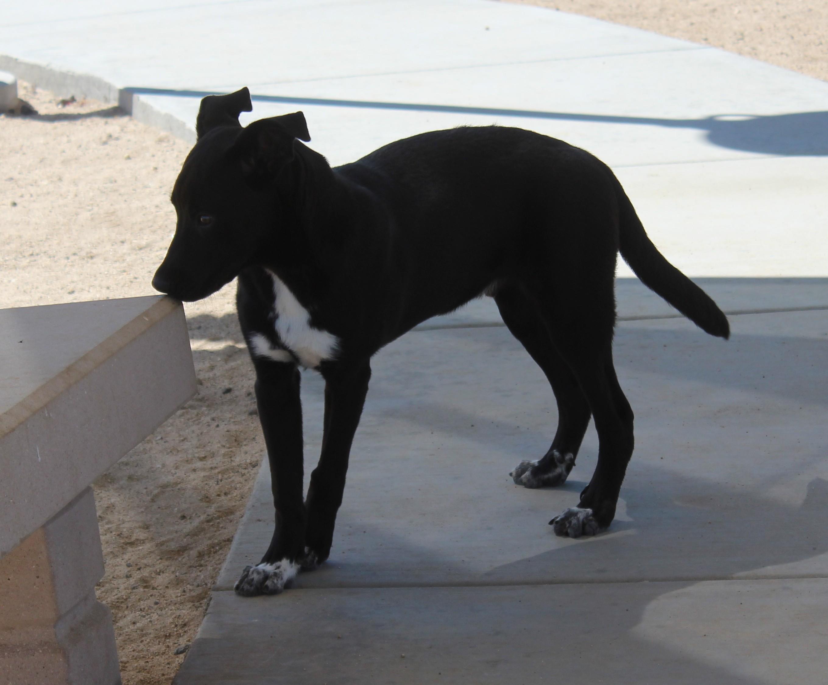 Enlarge Socks, a Adoptable mixed breed in Yucca Valley, CA image 6/6