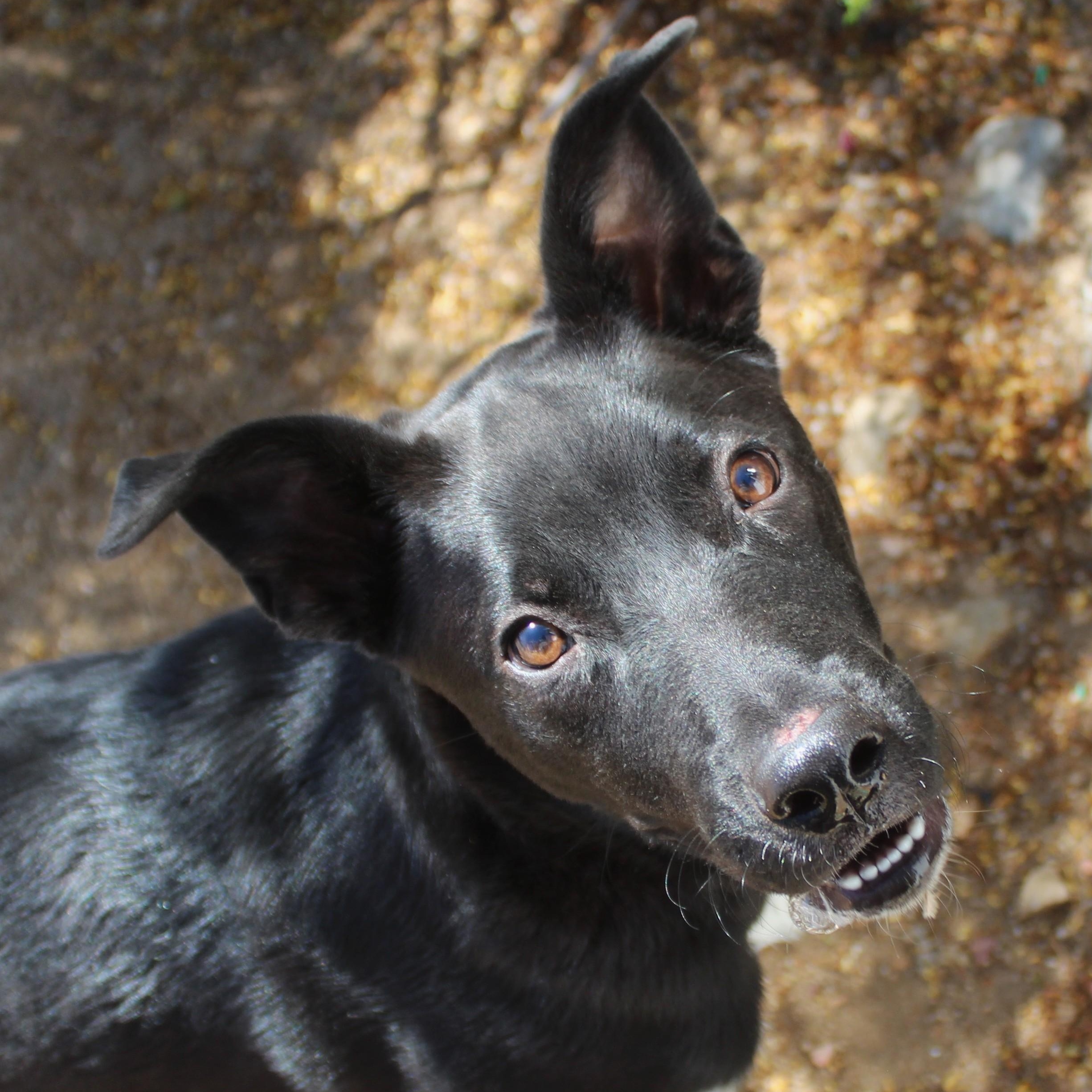 Enlarge Socks, a Adoptable mixed breed in Yucca Valley, CA image 1/6
