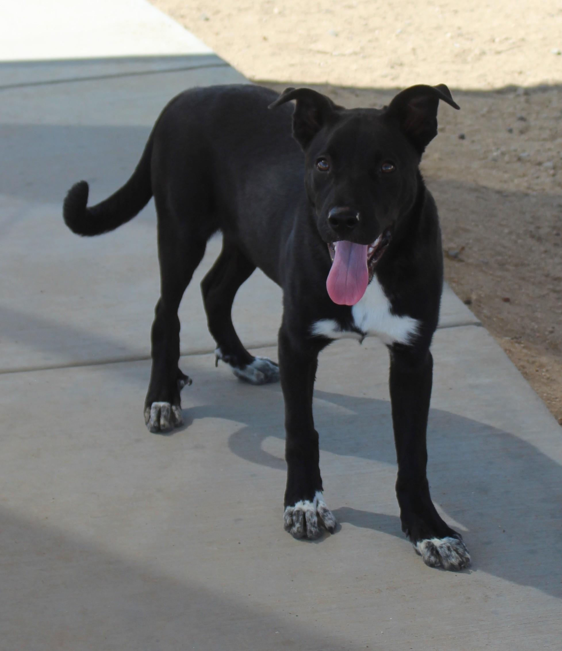 Enlarge Socks, a Adoptable mixed breed in Yucca Valley, CA image 5/6