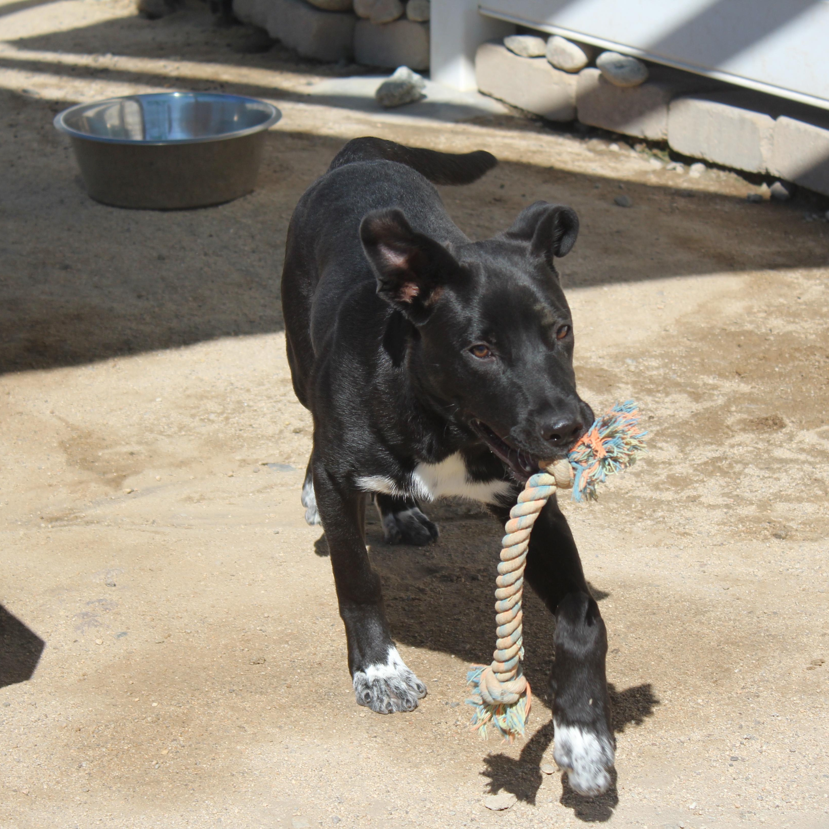 Enlarge Socks, a Adoptable mixed breed in Yucca Valley, CA image 2/6