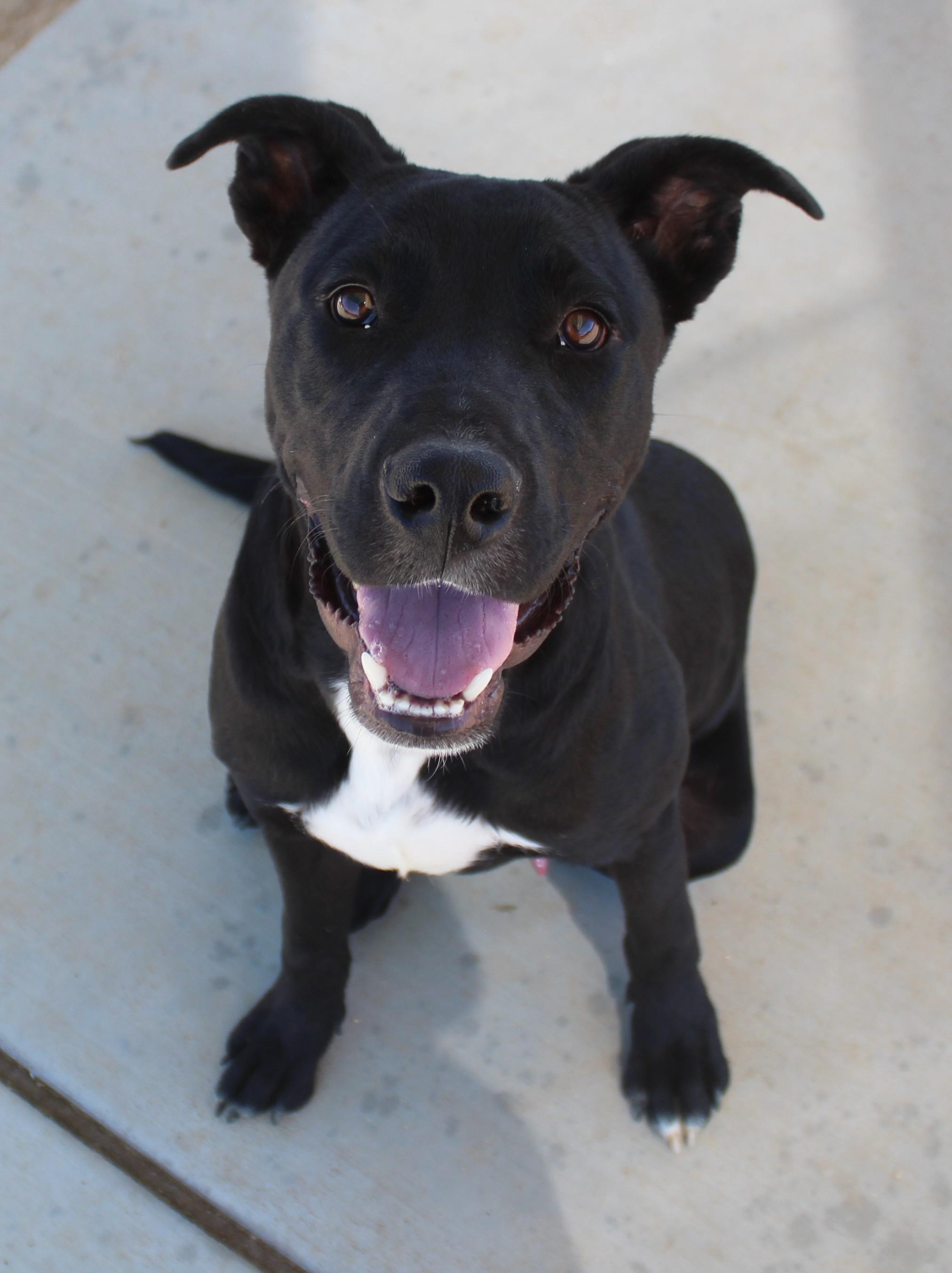 Enlarge Socks, a Adoptable mixed breed in Yucca Valley, CA image 4/6