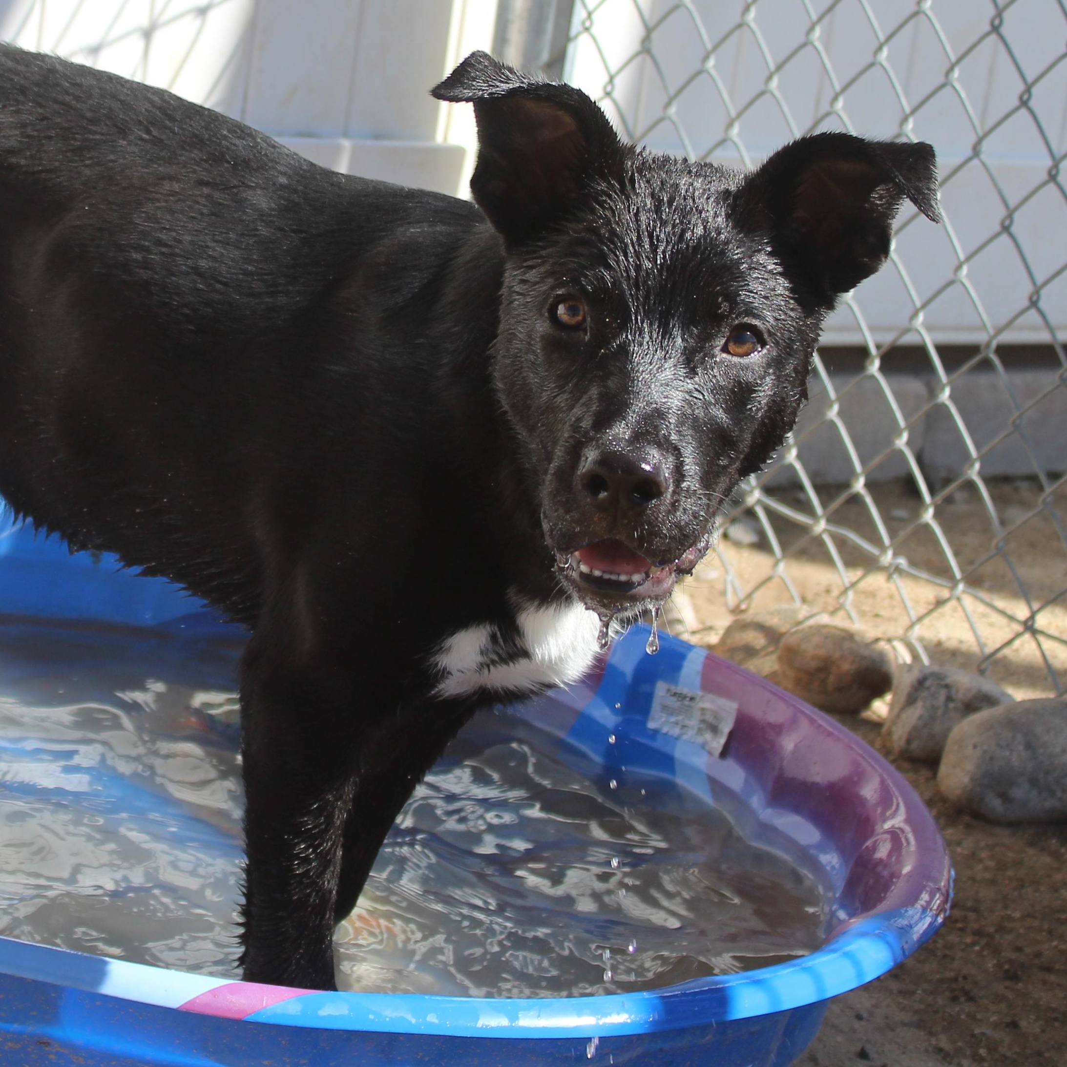 Enlarge Socks, a Adoptable mixed breed in Yucca Valley, CA image 3/6