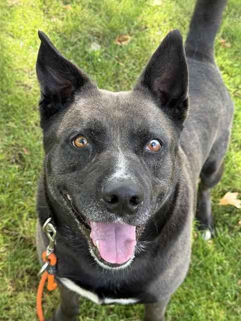 SINJO, Adoptable, Adult Male Siberian Husky & Pit Bull Terrier.