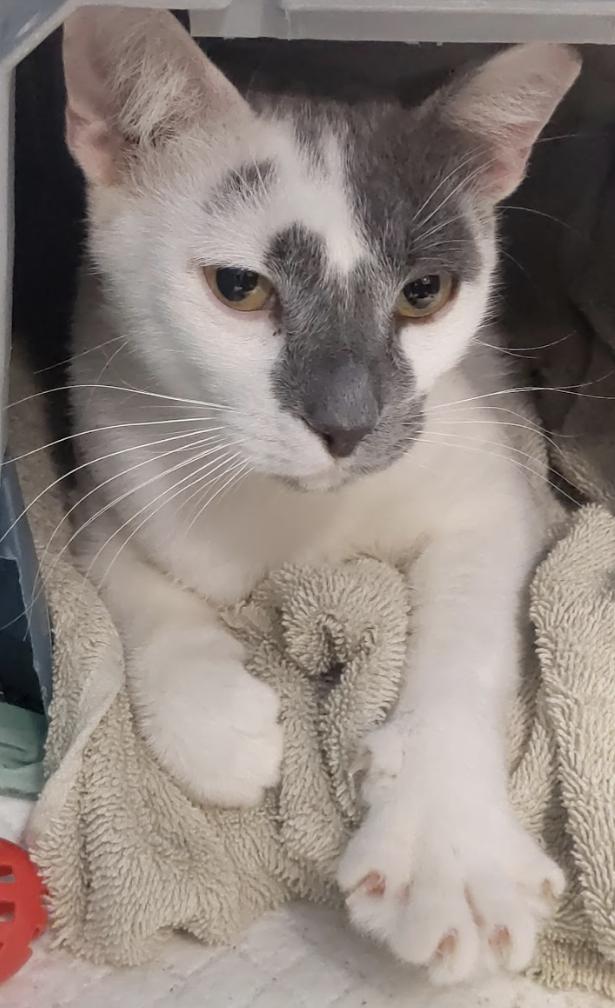 Enlarge Pistachio, a Adoptable Domestic Short Hair in Tampa, FL image 1/6