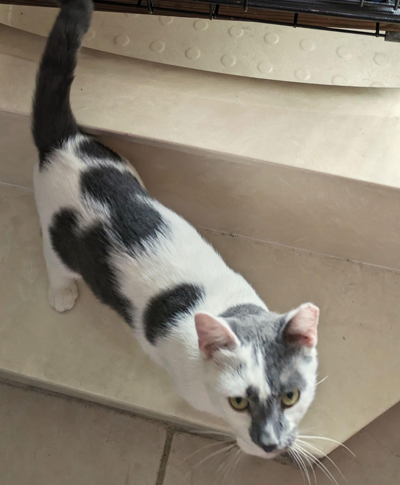 Pistachio, a Adoptable Domestic Short Hair in Tampa, FL image 2/3