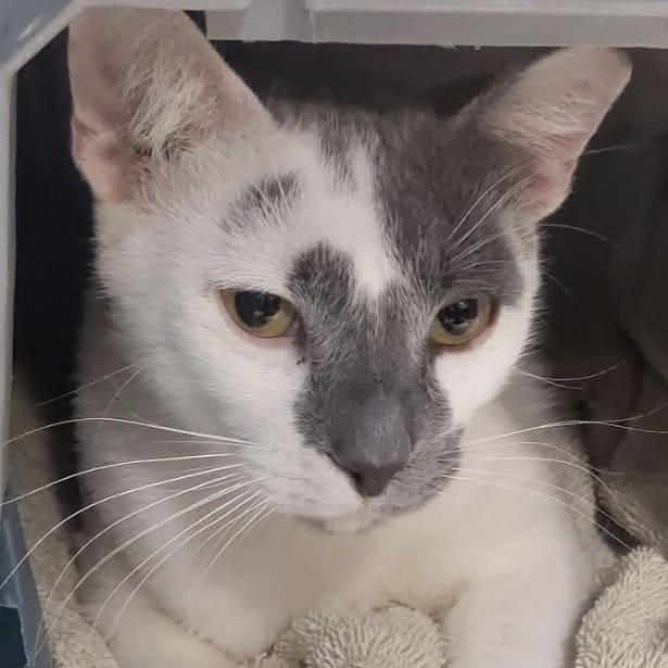 Enlarge Pistachio, a Adoptable Domestic Short Hair in Tampa, FL image 2/6