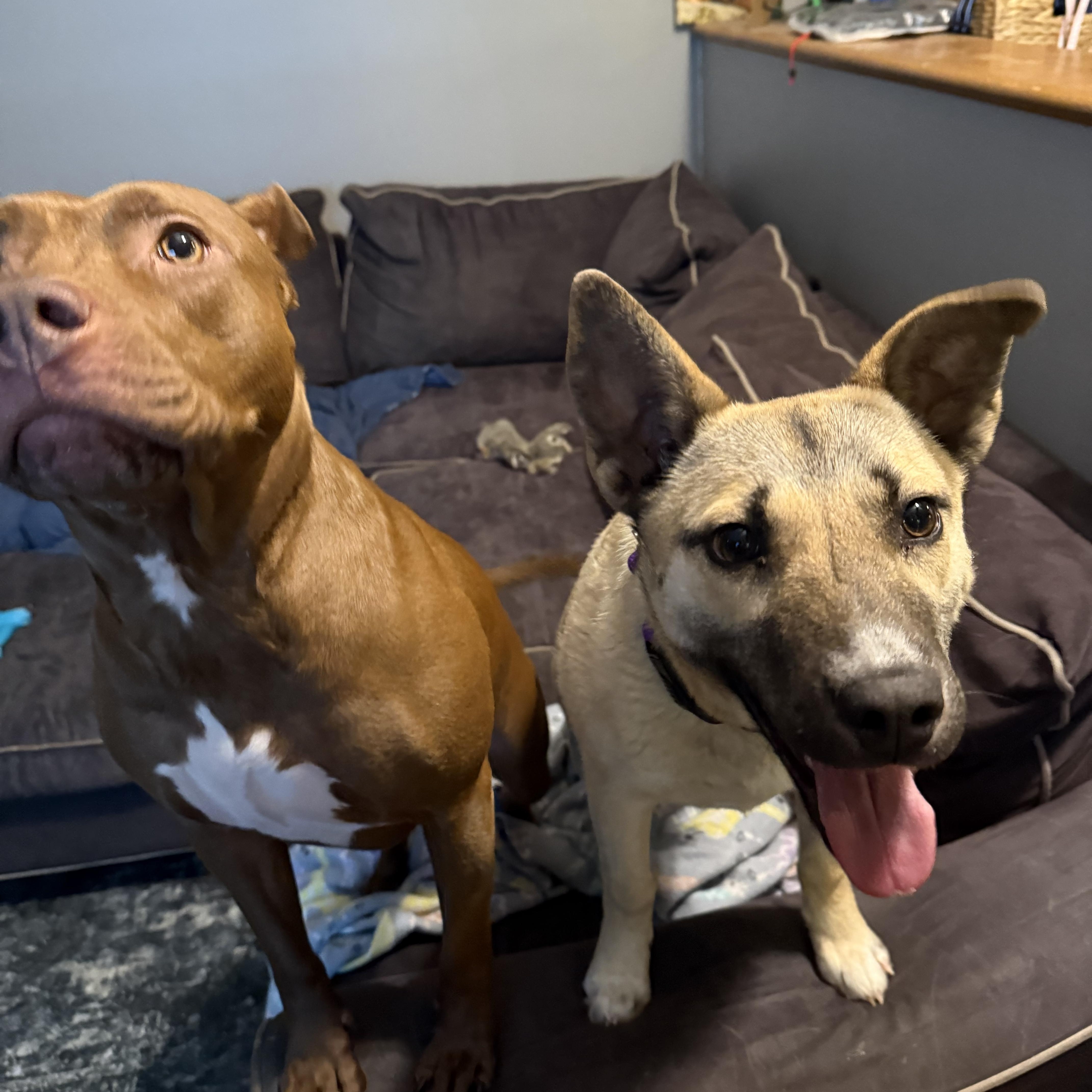 Enlarge Ember , a ADOPTABLE mixed breed in Grand Blanc, MI image 4/4