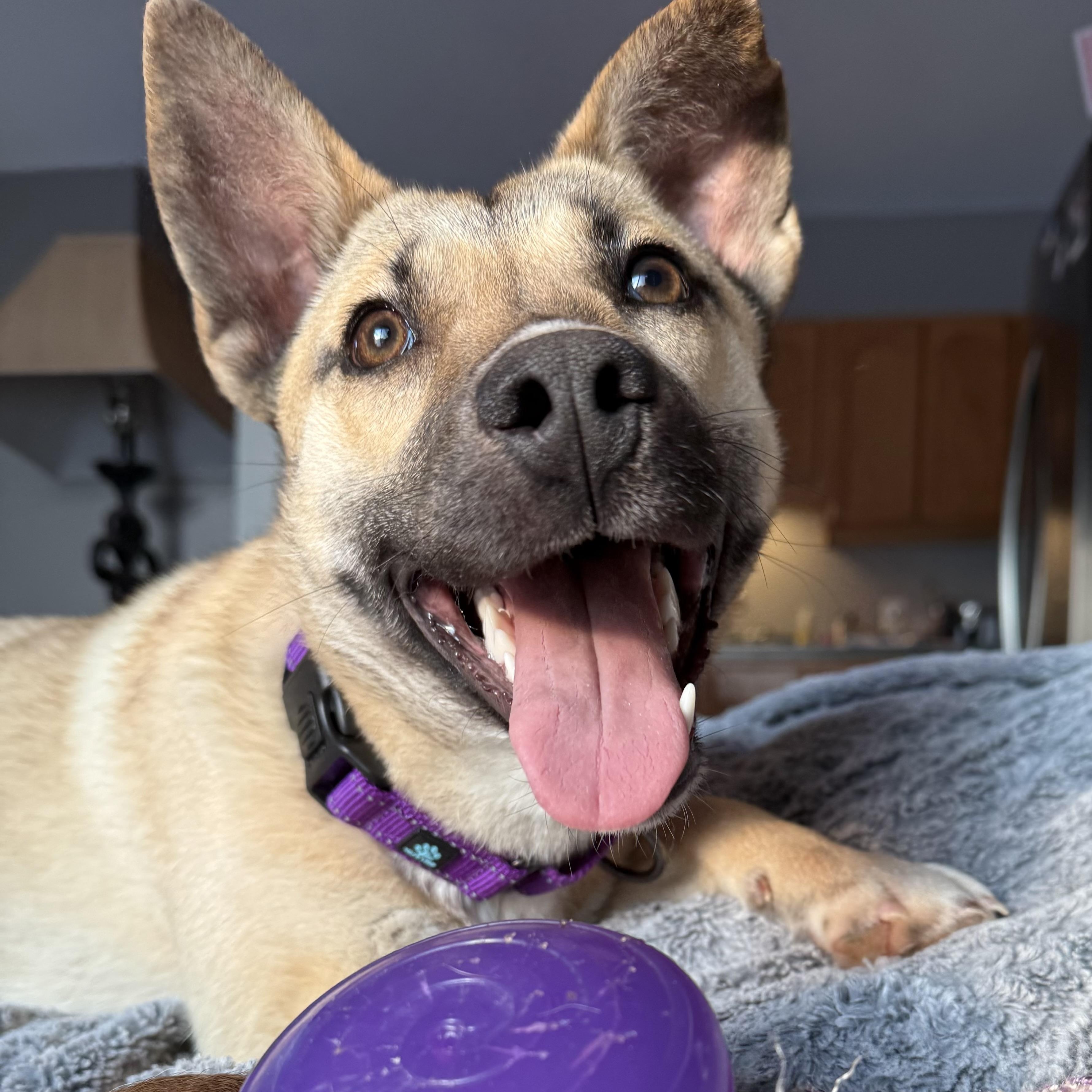 Enlarge Ember , a ADOPTABLE mixed breed in Grand Blanc, MI image 2/4