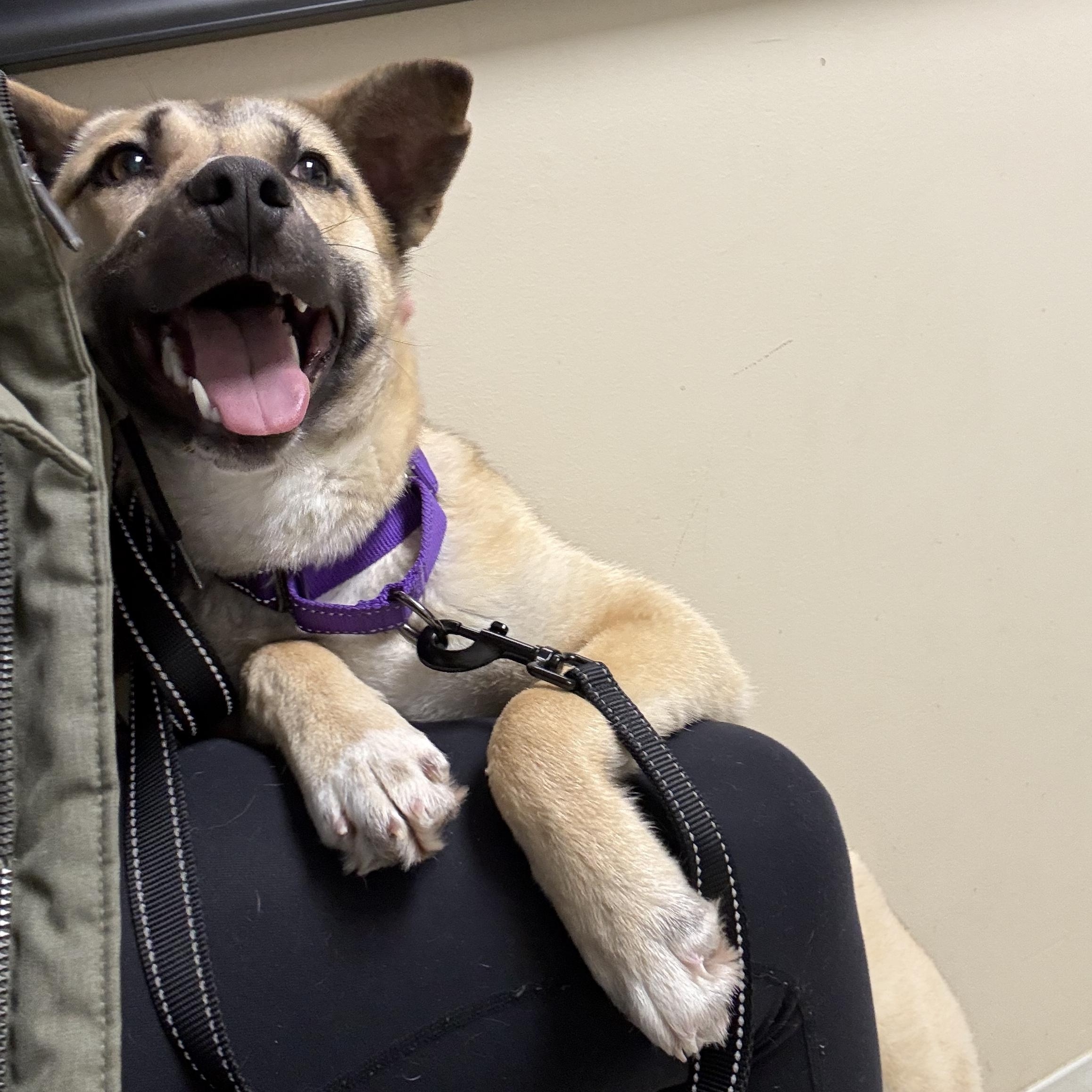 Enlarge Ember , a ADOPTABLE mixed breed in Grand Blanc, MI image 3/4