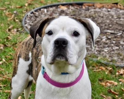 Lola, Adoptable, Adult Female Pit Bull Terrier & Mixed Breed.