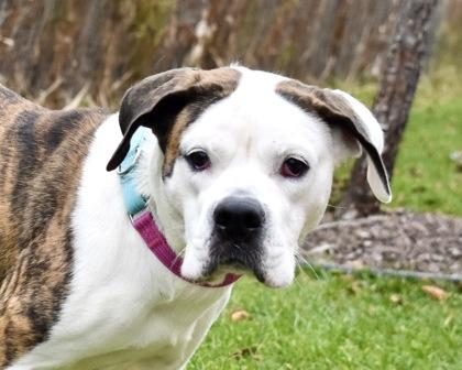 Enlarge Lola, a Adoptable mixed breed in West Seneca, NY image 2/3