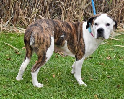 Enlarge Lola, a Adoptable mixed breed in West Seneca, NY image 3/3