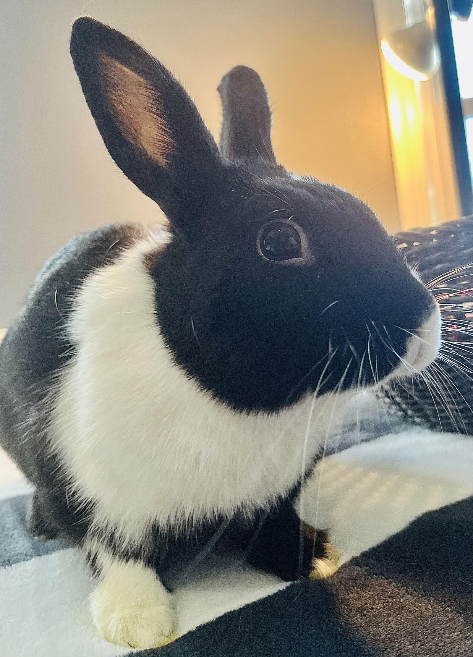 Allwyn, Adoptable, Young Male Dutch.