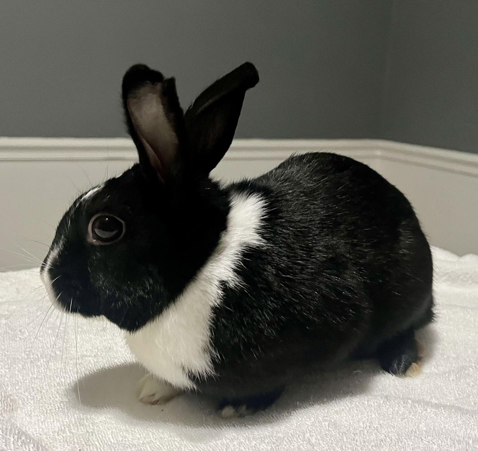 Allwyn, a Adoptable Dutch in Lexington, SC image 1/3