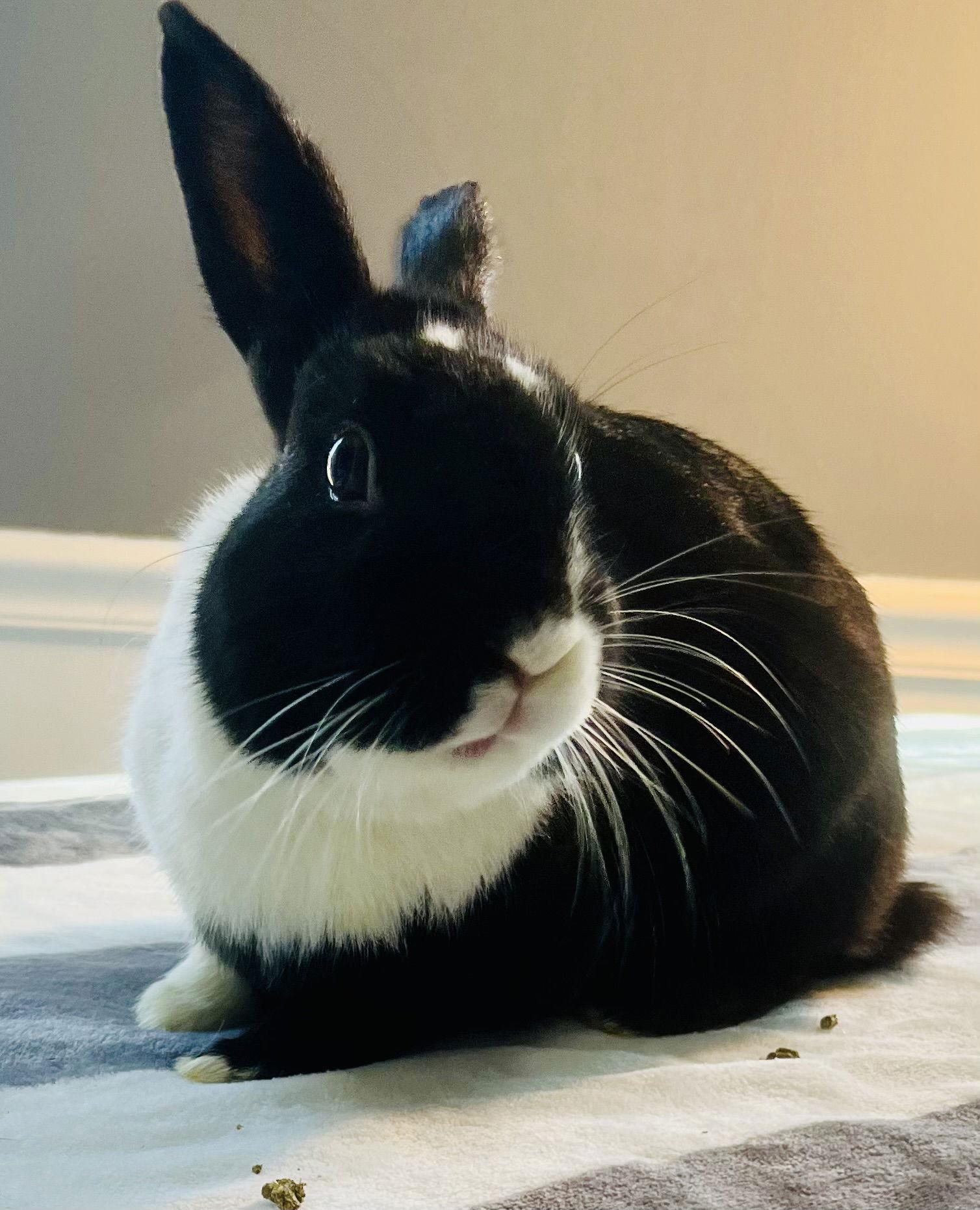 Enlarge Allwyn, a Adoptable Dutch in Lexington, SC image 2/3