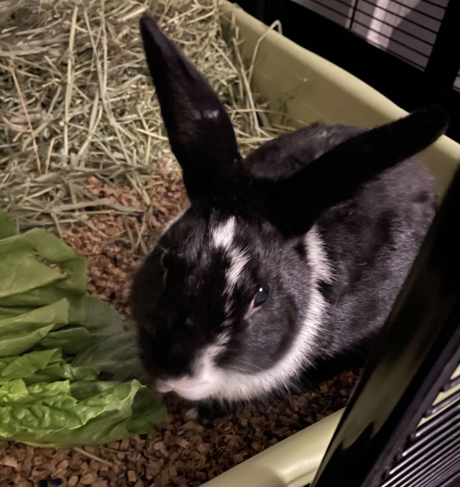 Allwyn, a Adoptable Dutch in Lexington, SC image 2/3