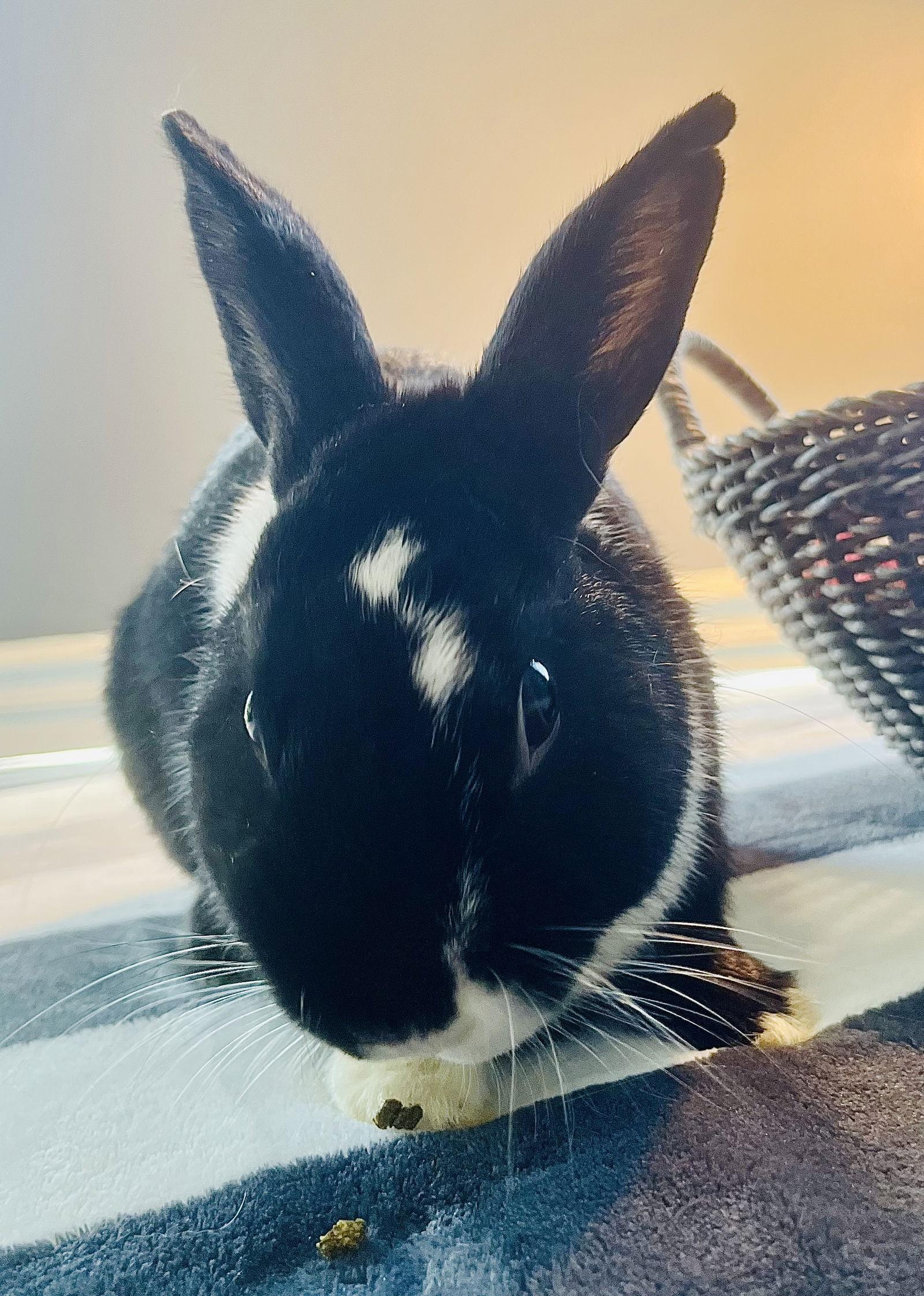 Enlarge Allwyn, a Adoptable Dutch in Lexington, SC image 3/3