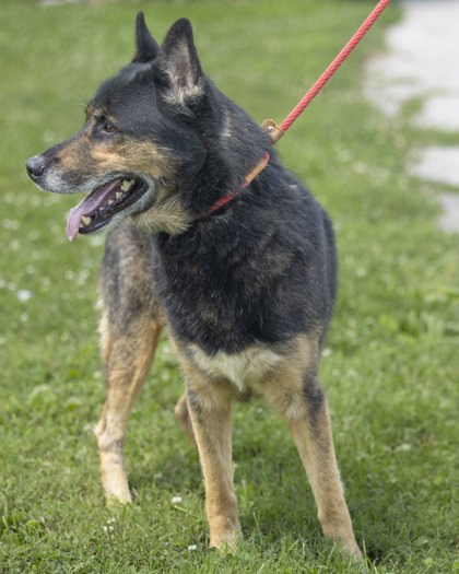 Enlarge Wolfie, a Adoptable mixed breed in Bedford, IN image 5/5