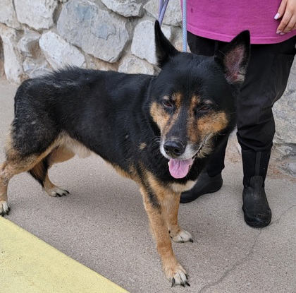 Enlarge Wolfie, a Adoptable mixed breed in Bedford, IN image 3/5