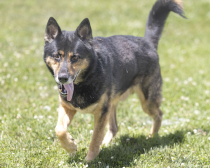 Wolfie, Adoptable, Senior Male German Shepherd Dog & Mixed Breed.