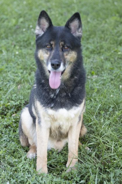 Enlarge Wolfie, a Adoptable mixed breed in Bedford, IN image 2/5
