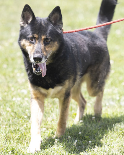 Enlarge Wolfie, a Adoptable mixed breed in Bedford, IN image 4/5