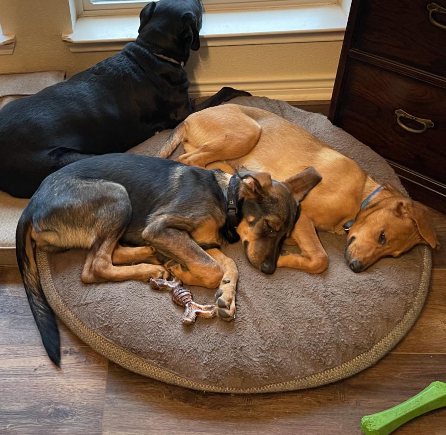 Dog for adoption Max, a Shepherd Mix in Hooksett, NH Petfinder