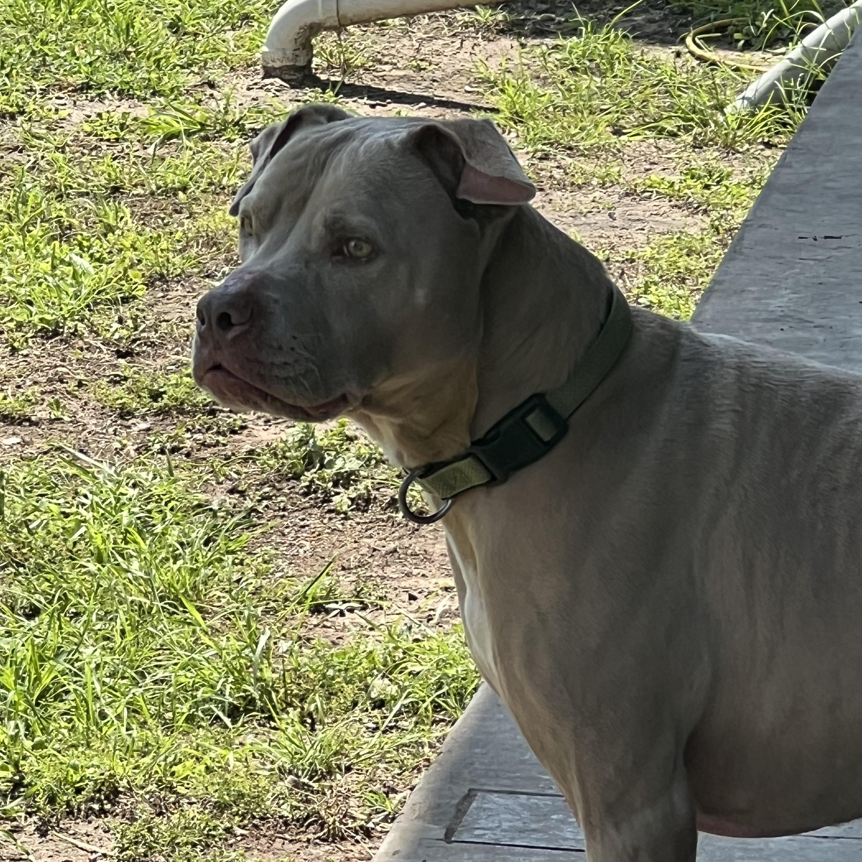 Enlarge Demson, a Adoptable Pit Bull Terrier in Bellingham , WA image 1/6