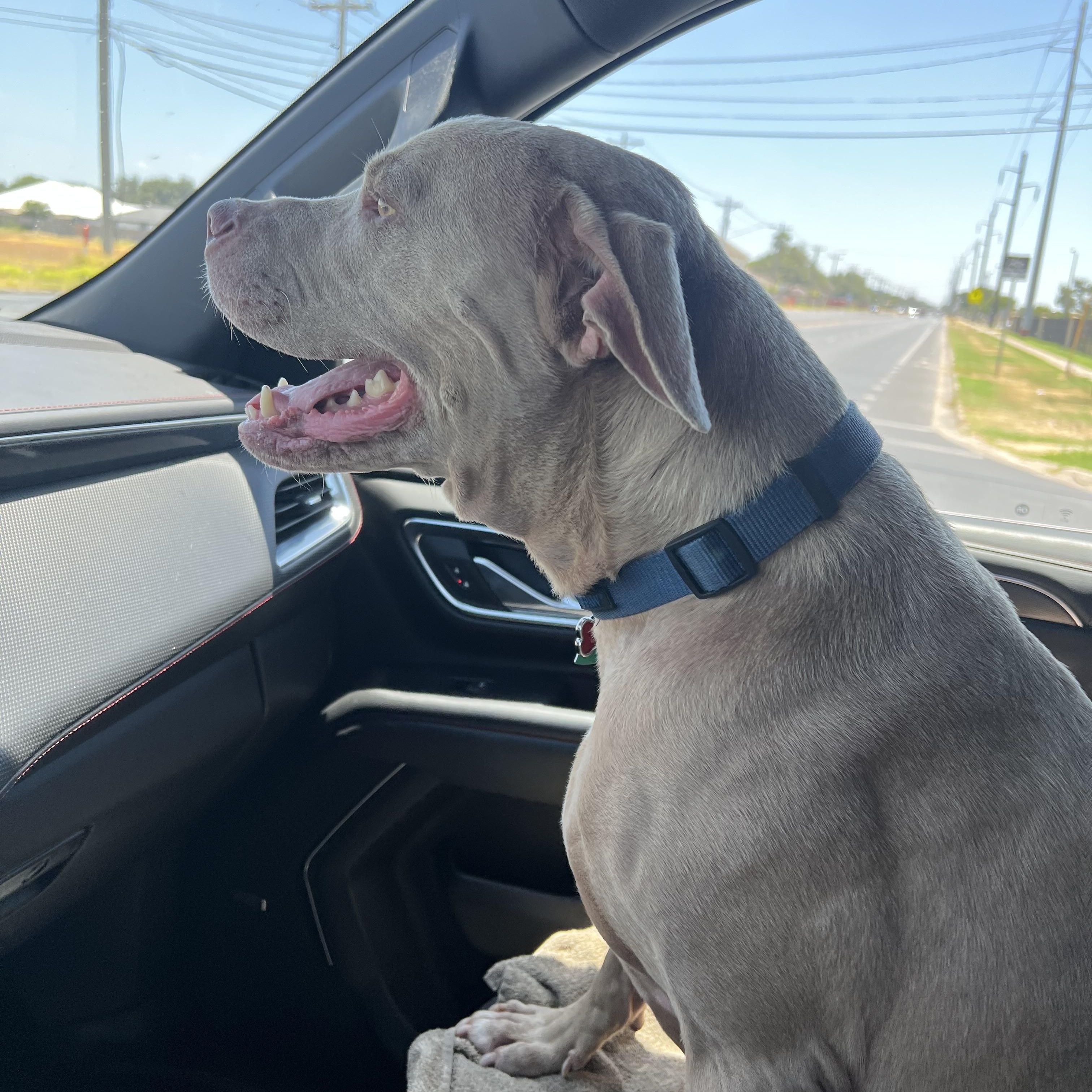 Enlarge Demson, a Adoptable Pit Bull Terrier in Bellingham , WA image 5/6