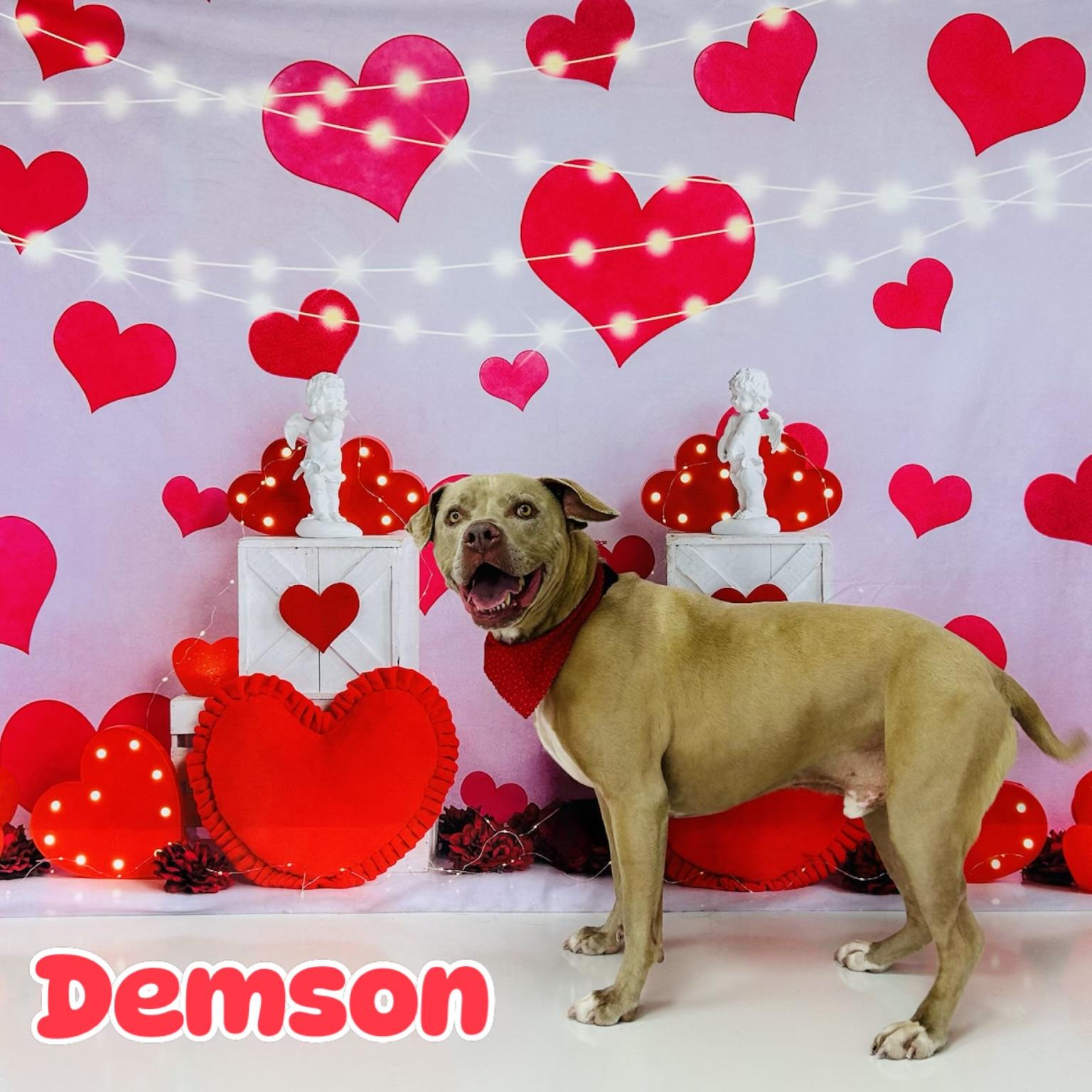 Enlarge Demson, a Adoptable Pit Bull Terrier in Bellingham , WA image 6/6