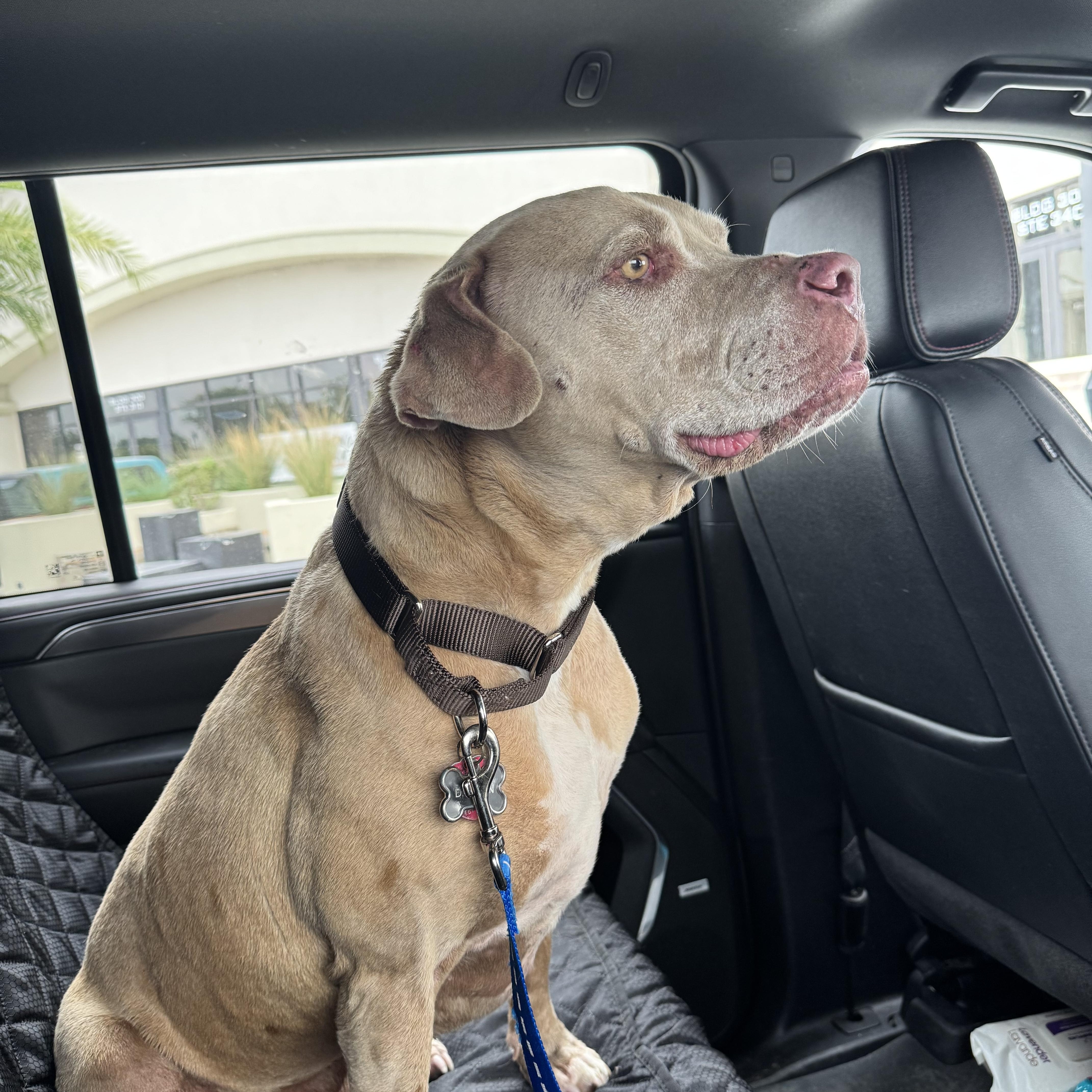 Enlarge Demson, a Adoptable Pit Bull Terrier in Bellingham , WA image 3/6