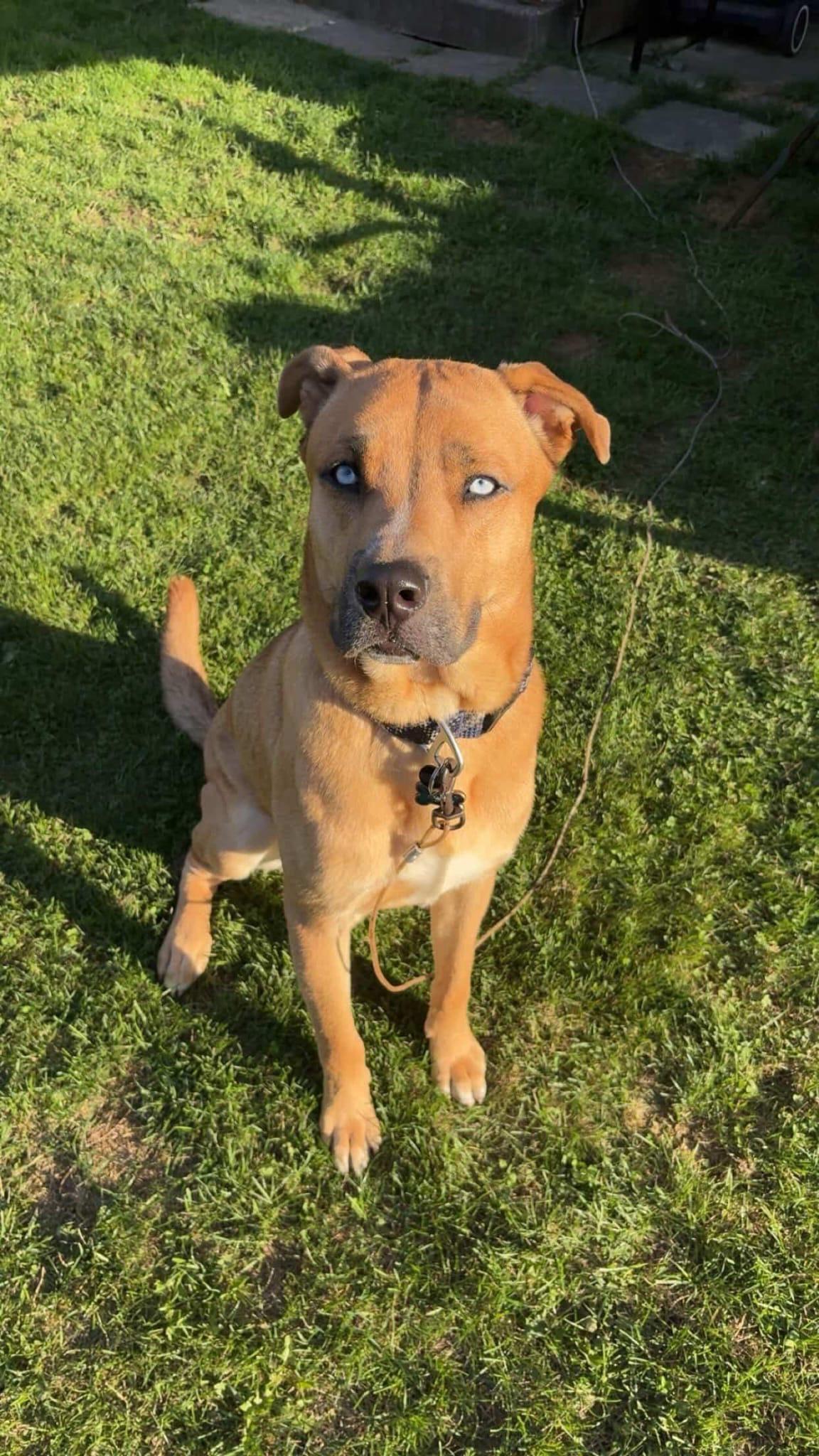Samson, ADOPTABLE, Young Male Husky & American Bully.