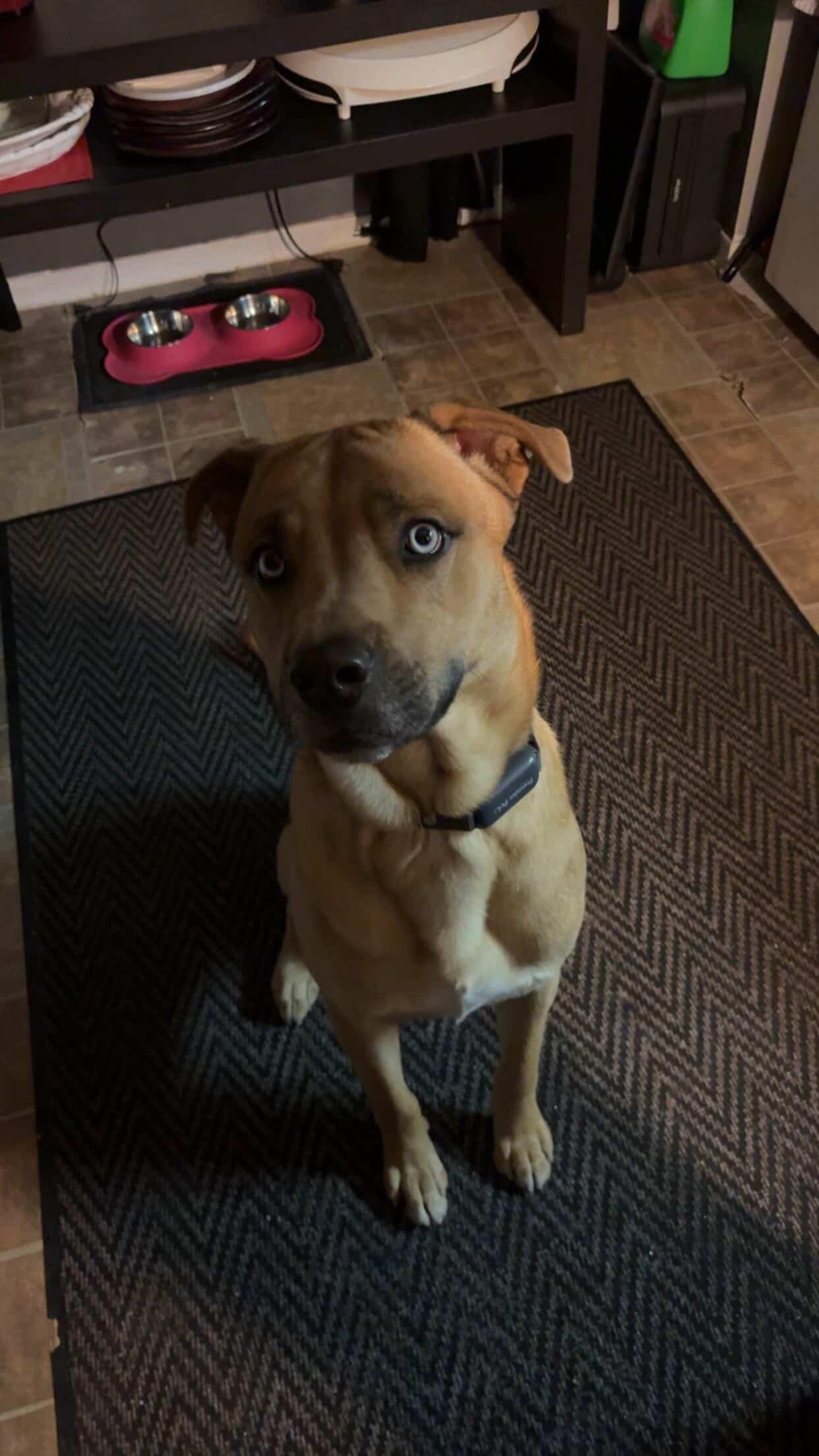 Samson, a ADOPTABLE mixed breed in London, ON image 2/3