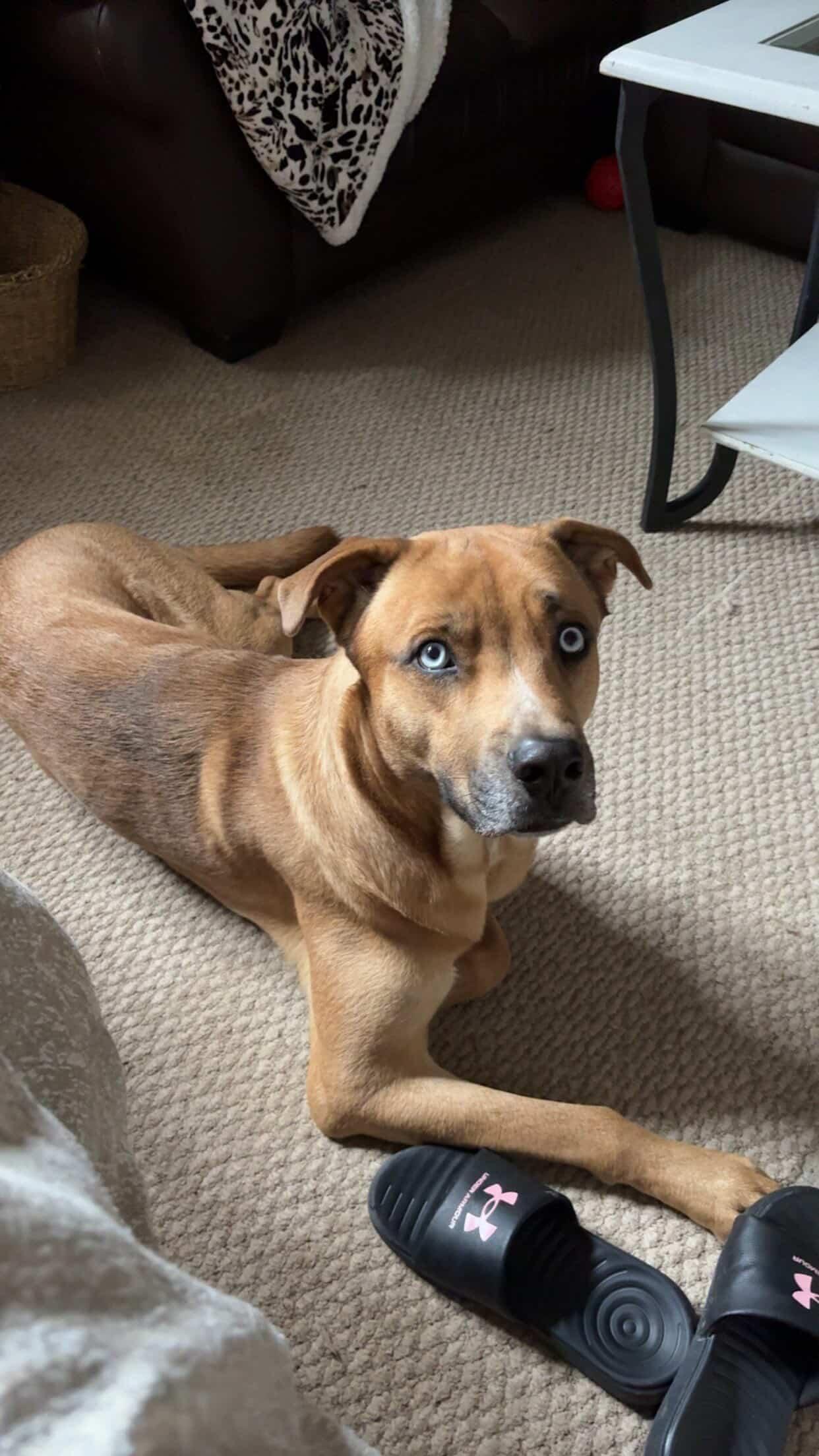 Samson, a ADOPTABLE mixed breed in London, ON image 3/3