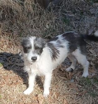 Enlarge Bella, a ADOPTABLE mixed breed in Tylertown, MS image 1/1