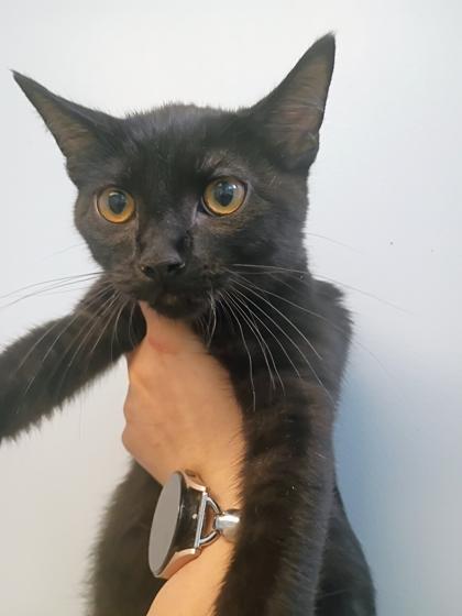 Enlarge Harry, a Adoptable mixed breed in Beatrice, NE image 1/1
