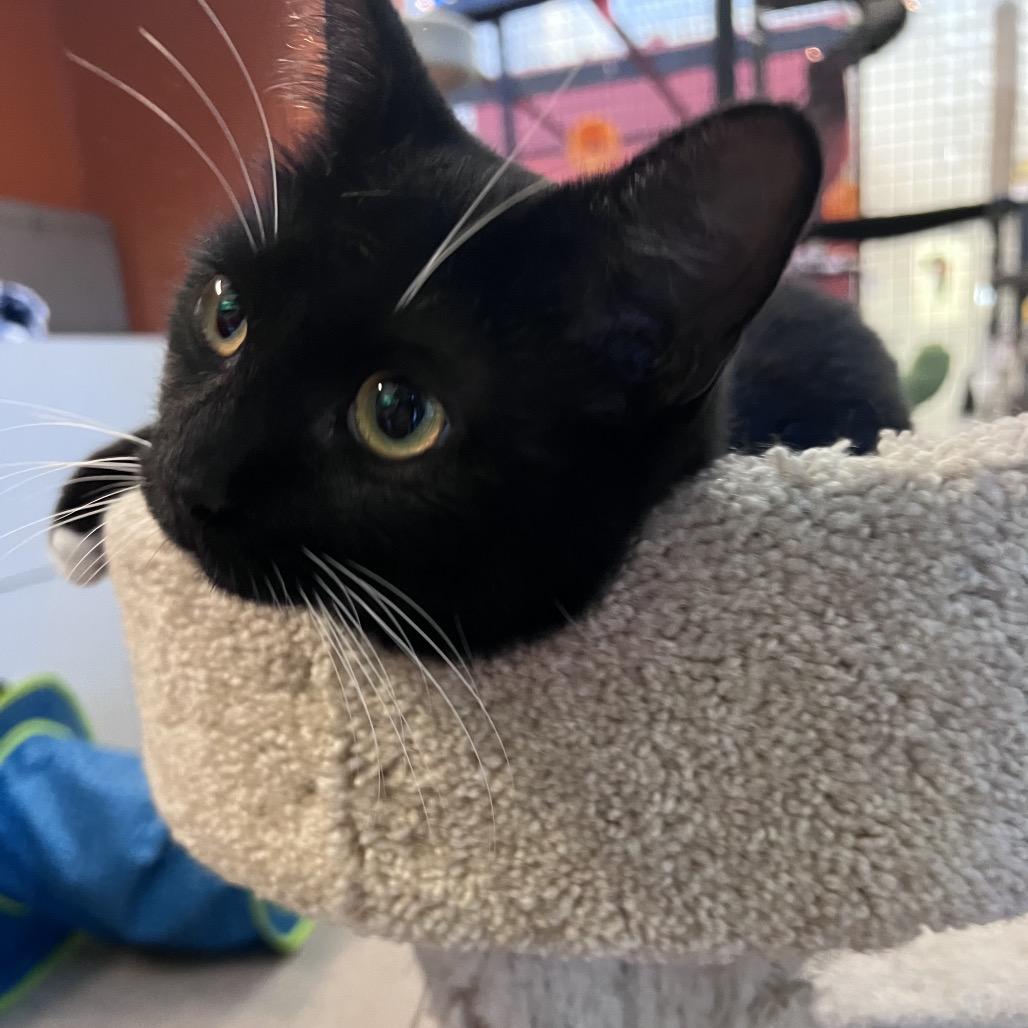 Enlarge Hibiscus, a Adoptable Domestic Short Hair in Sarasota, FL image 1/2